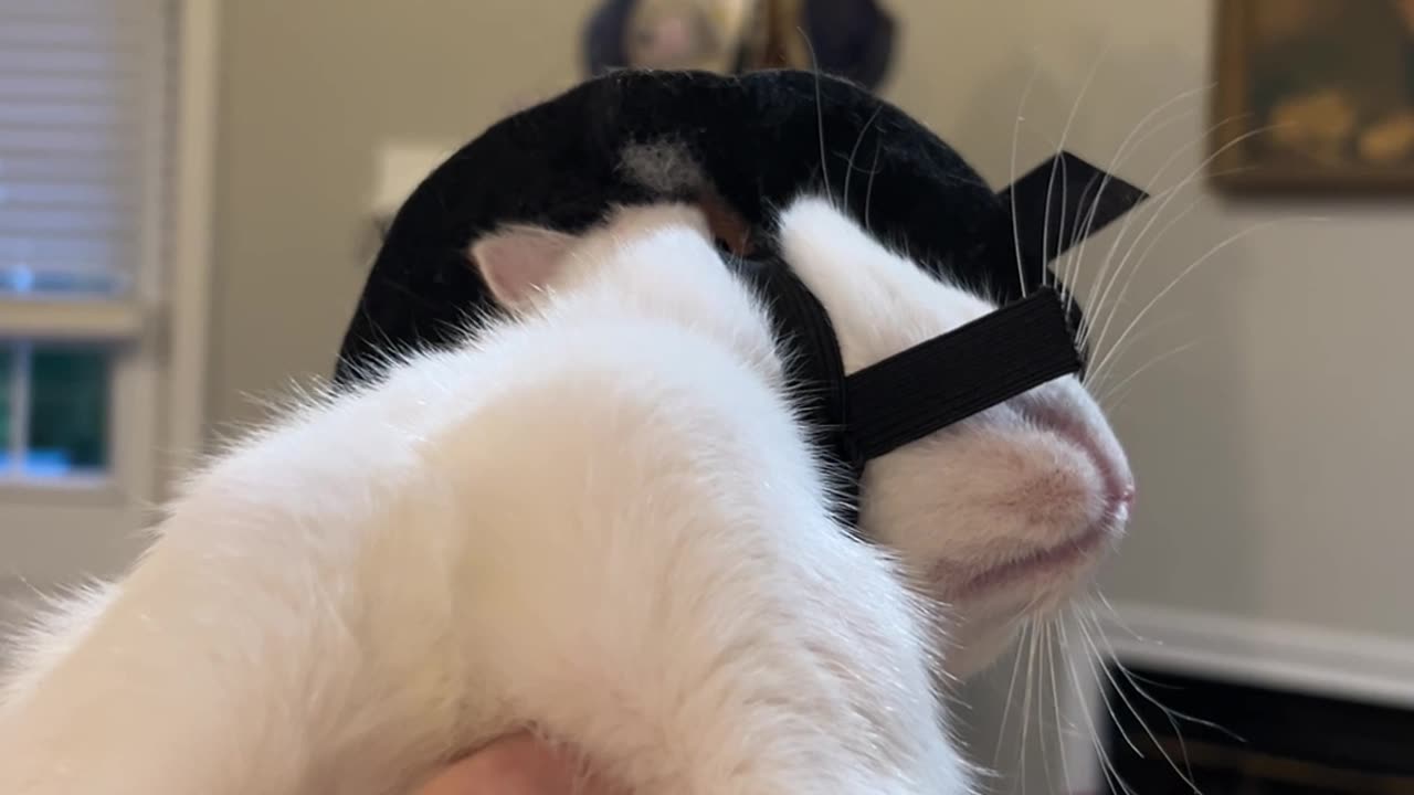 Kitten Is Dramatic Over Witch's Hat Costume