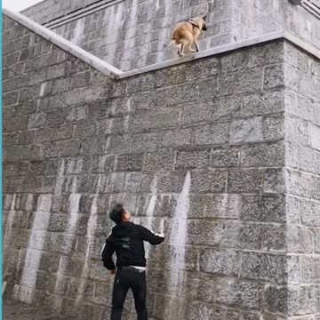 Becoming a common police and military dog Belgian Malinois (pronounced mal-in-wah)