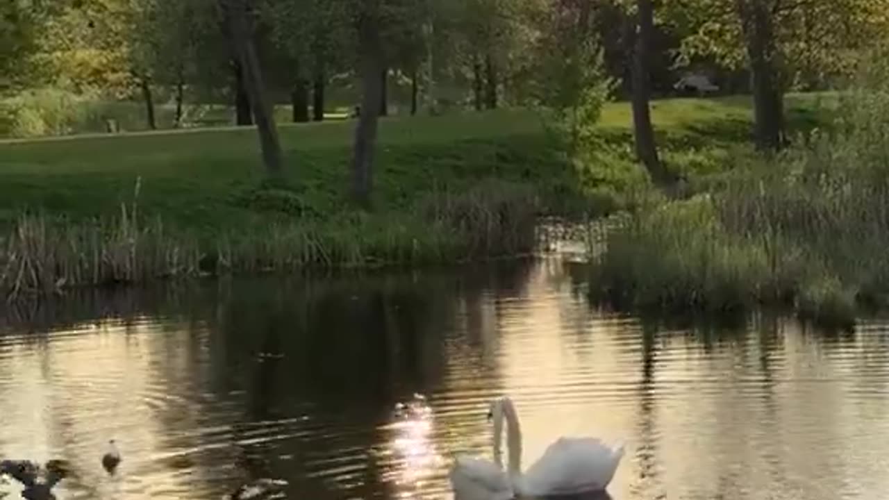 Swans have such a beautiful concept of love.