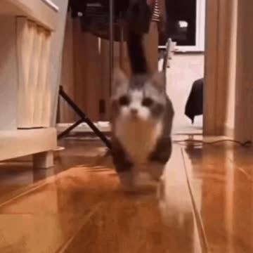Cute Cat Gif