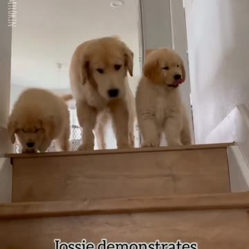 Golden Retriever Pups 🐶