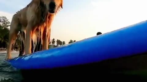 Golden retriever surfing on big waves