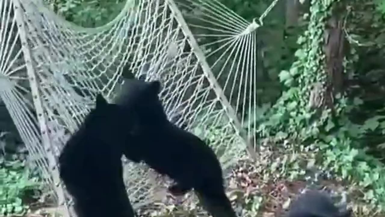 Black Bears Want to Swing But.... #shorts #viral #shortsvideo #video