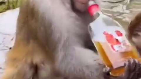 Monkey after drinking alcohol