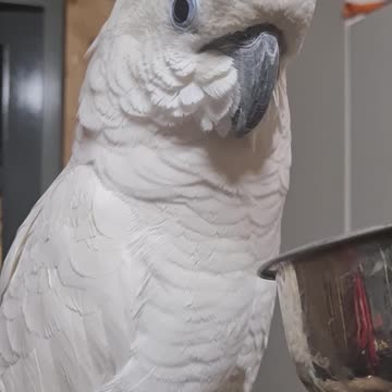 Berry loves his java tree