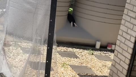 Kitty Lounging In The Shade