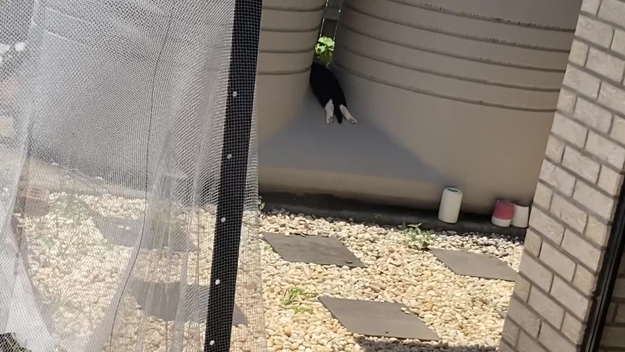 Kitty Lounging In The Shade