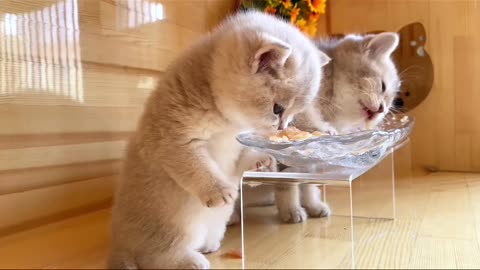 Funny and Cute Cats Videos #355