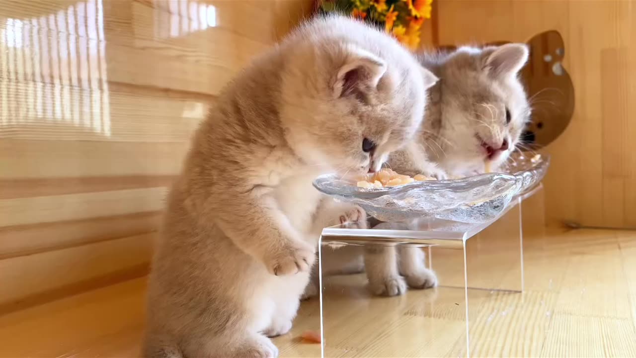 Funny and Cute Cats Videos #355