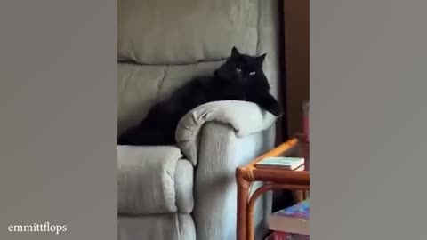 STOP LAUGHING IF YOU CAN Extremely FUNNY Laziest CAT