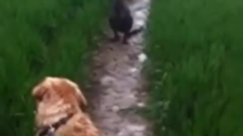 Wildlife