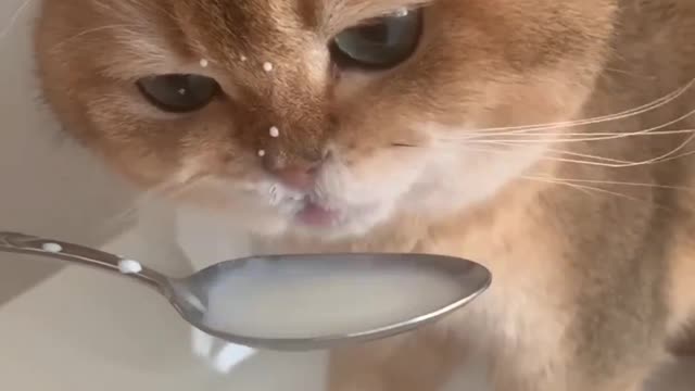 Cute Cat Drinking Milk By Spoon