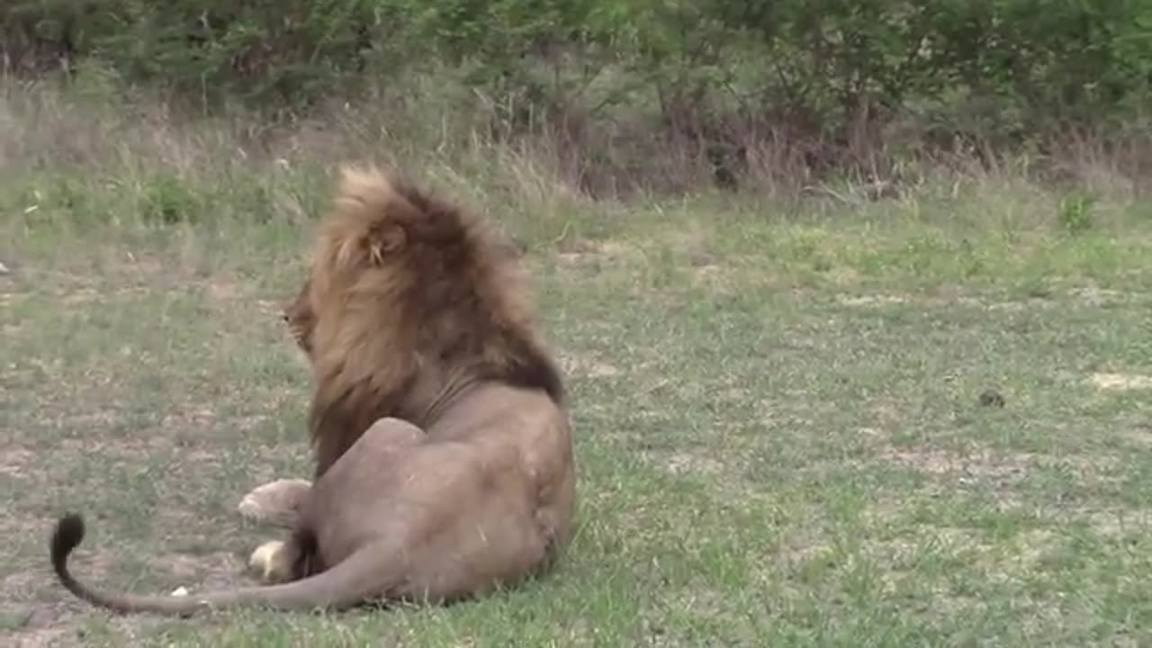 Lion cubs greeting their father