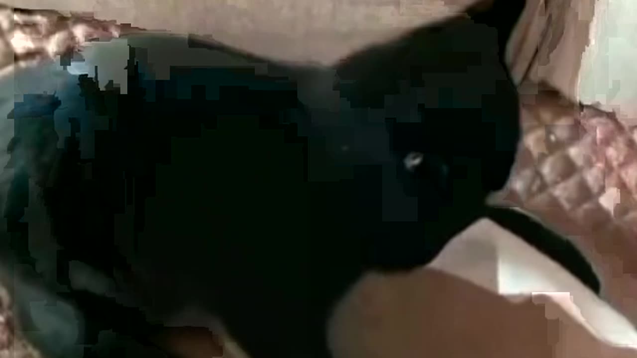 Funniest Pet Moment on tiktok