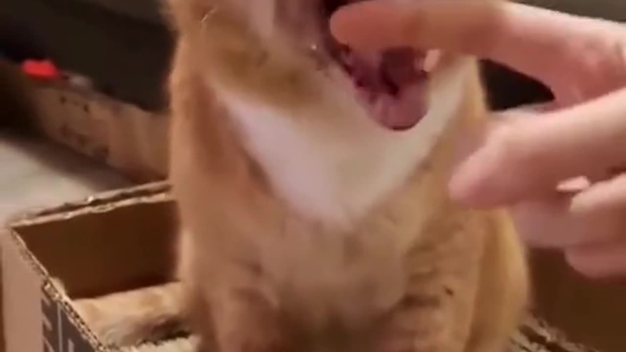 these cats are just unbearably funny🤣🤣