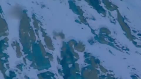 snow leopard attacks mountain goat and falls downhill