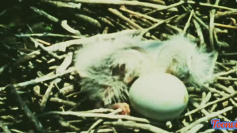 Wildlife Animals And Babies
