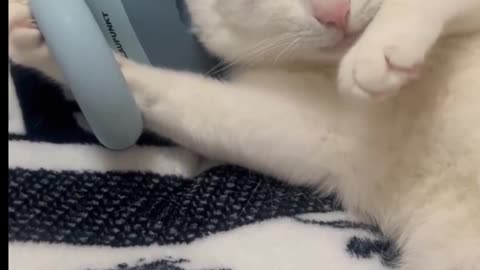 Funny cat