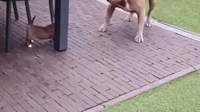 A Real-Life Battle Between a Big Dog and a Little Pup: Who Will Come Out on Top?