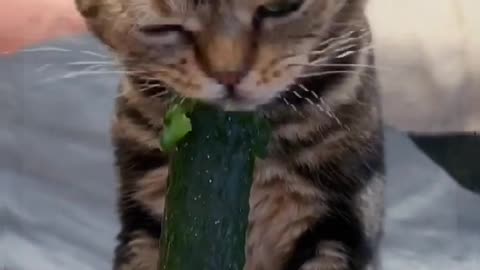 eat🥒#catsoftiktok #eating #fatcat #kittychicha #fypage