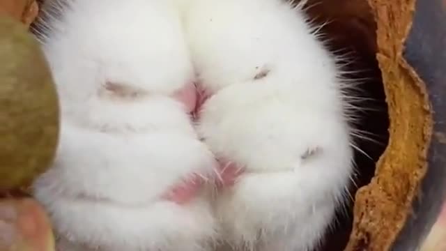 funny cat vids LOL funny Animals