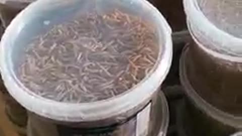 Στην Σουηδία πουλάνε σκουλίκια στα σούπερ μάρκετ