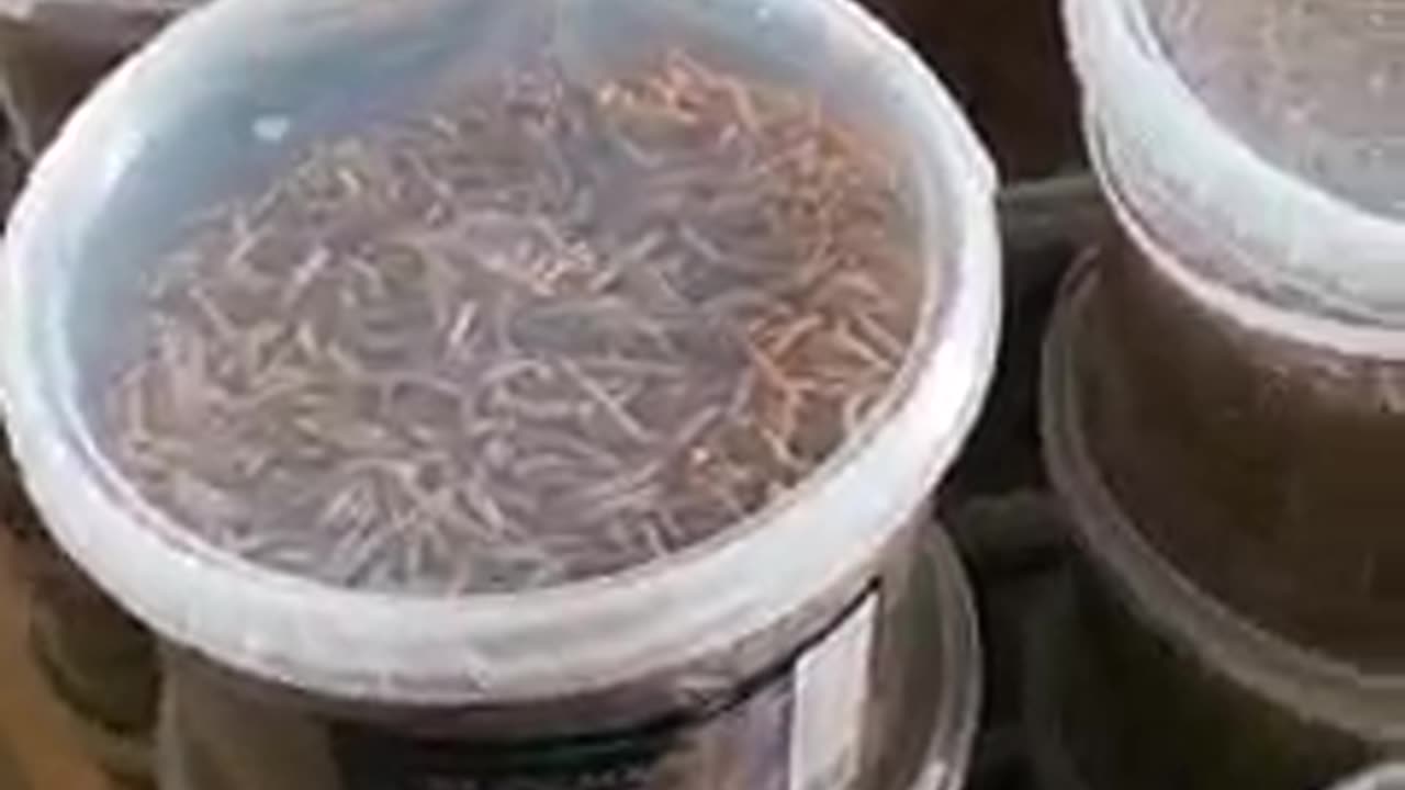 Στην Σουηδία πουλάνε σκουλίκια στα σούπερ μάρκετ