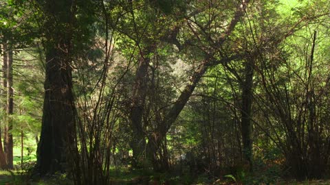 4K FREE STOCK FOOTAGE - Pan Across Forest