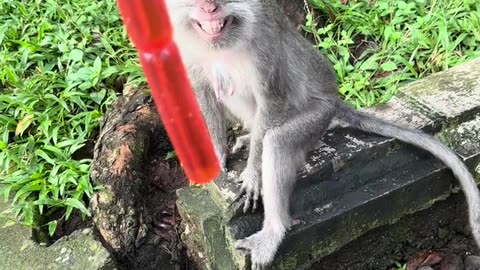 We LOVE Monkeys