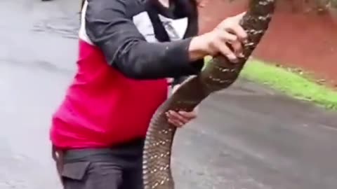 Funny animals, young boy vs king cobra up close