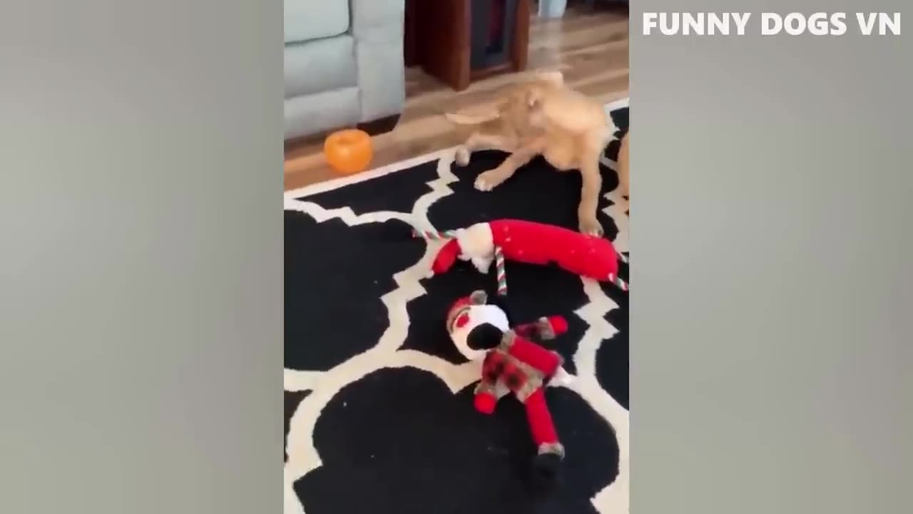 The Ultimate Collection of Funny Dogs & Cats: Hilarious Animal Compilation - Try Not to Laugh