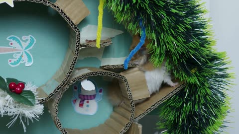 Nibbles' Epic Hamsterland Adventure!