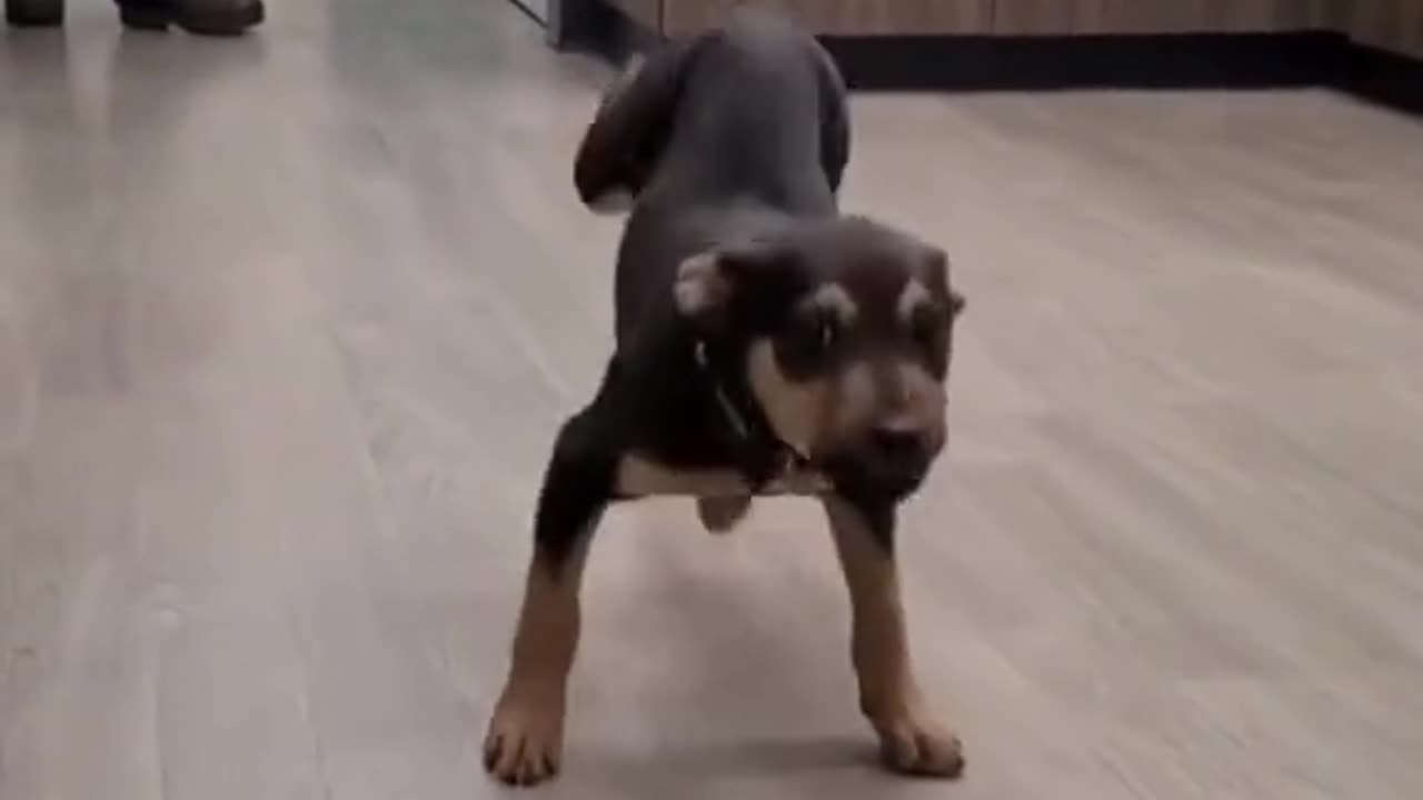 Have you seen such dog dance video before!