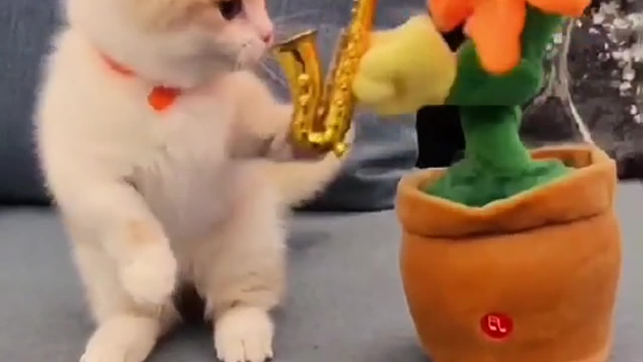 Hello,I’m coming again☺️🌻#fyp #foryou #funny #cat #pet #flowers #sun #tiktok #animals #top