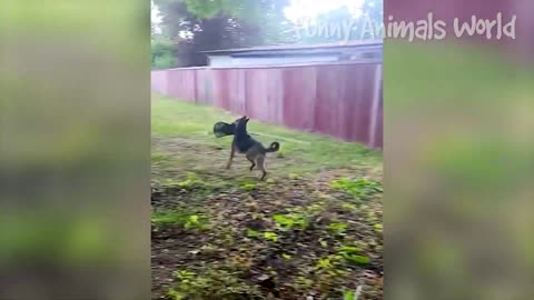 Funny Animals compilation