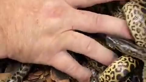 Tiny Snakes With Big Attitudes 🤣 #shorts #animals #reptile #snake #anaconda #funnyanimals