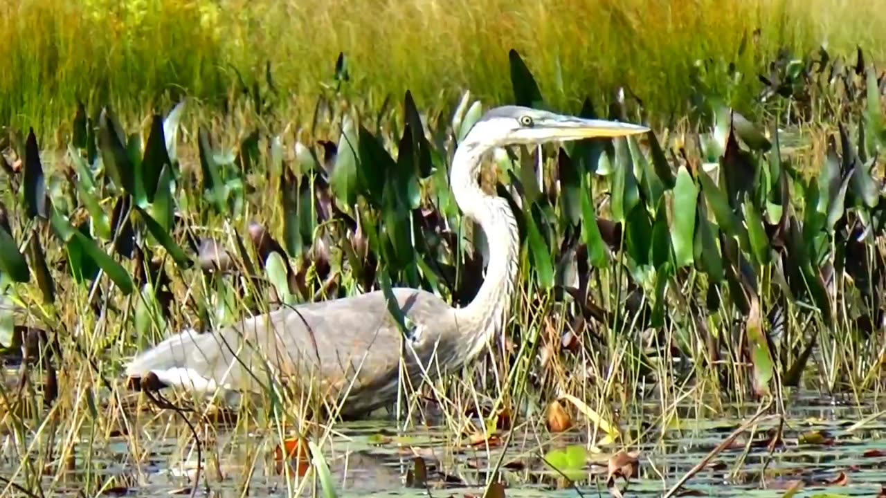 Great Blue Heron