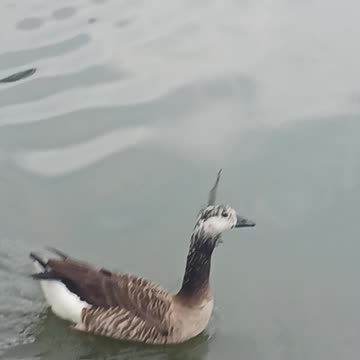 Hybrid goose