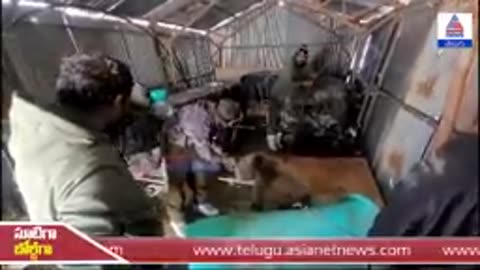 Indian Army rescues bear in Boarder