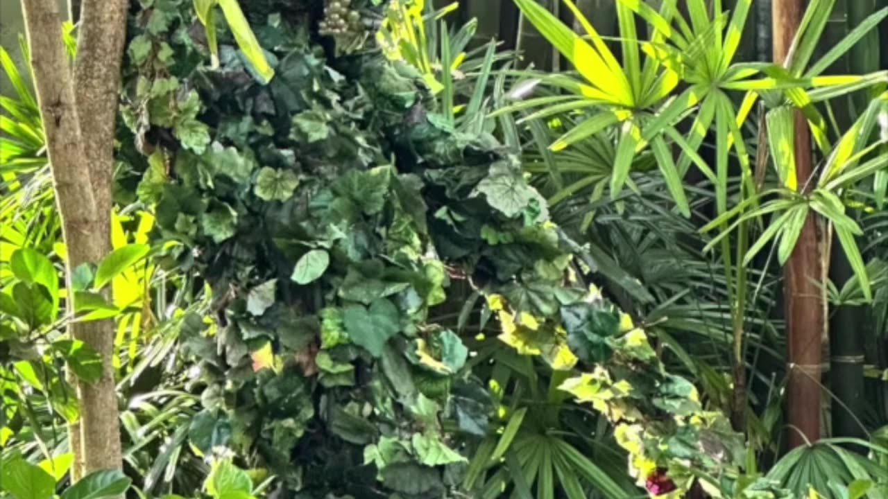 Walt Disney World Animal Kingdom Plant Lady - Can You Find Her? #shorts