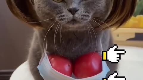 Sexy#foryou #fyp #cat #funny #catsoftiktok #cats #catlover #kitty #kittycat