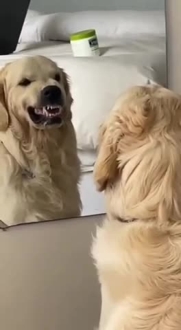 AND SOMETIMES THE MIRROR 🪞 IS YOUR BEST 🐶FRIEND OR ENTERTAINER