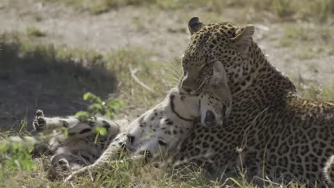 amazing leopard attacks serval