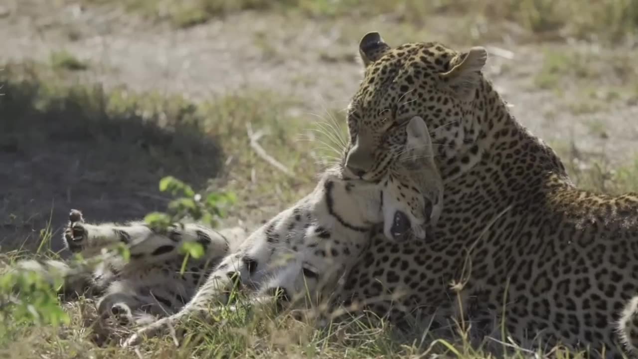 amazing leopard attacks serval