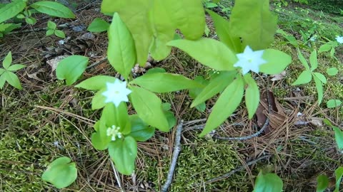 Starflowers