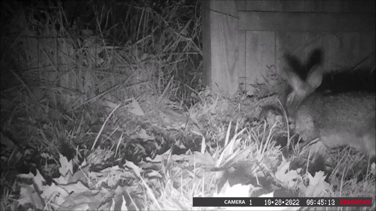 Backyad Trail Cams - Rabbit Fence Crossing