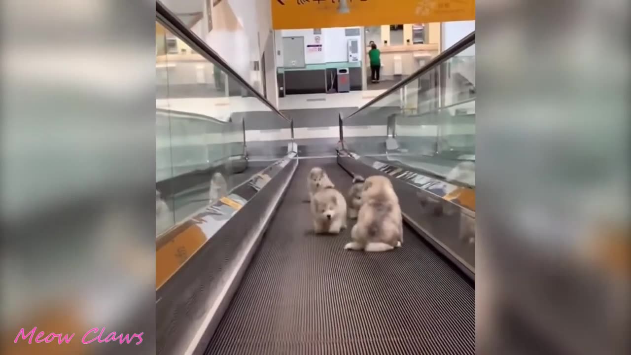Cutest and Funniest Alaskan Malamute