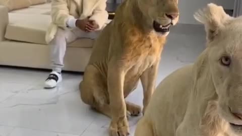 Lions with man in a line.