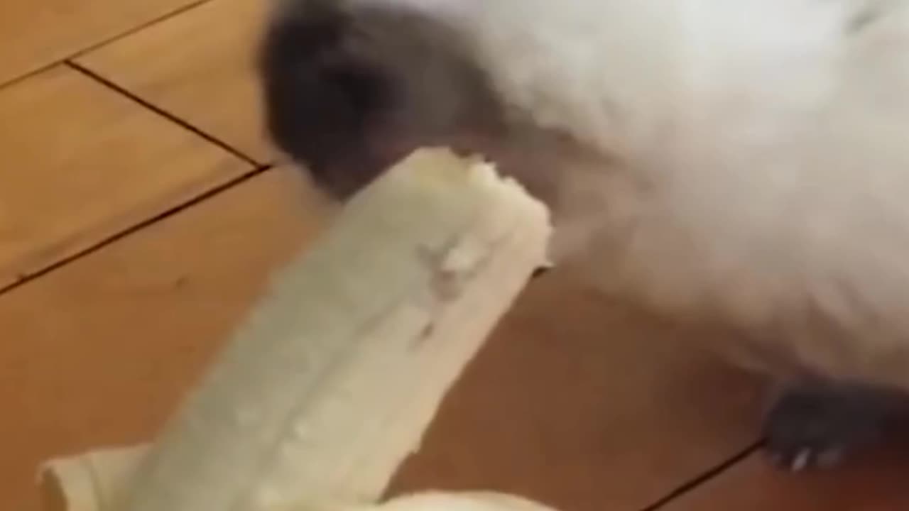 So much Funny Rabbit || Eating Banana by Rabbit | Nice video