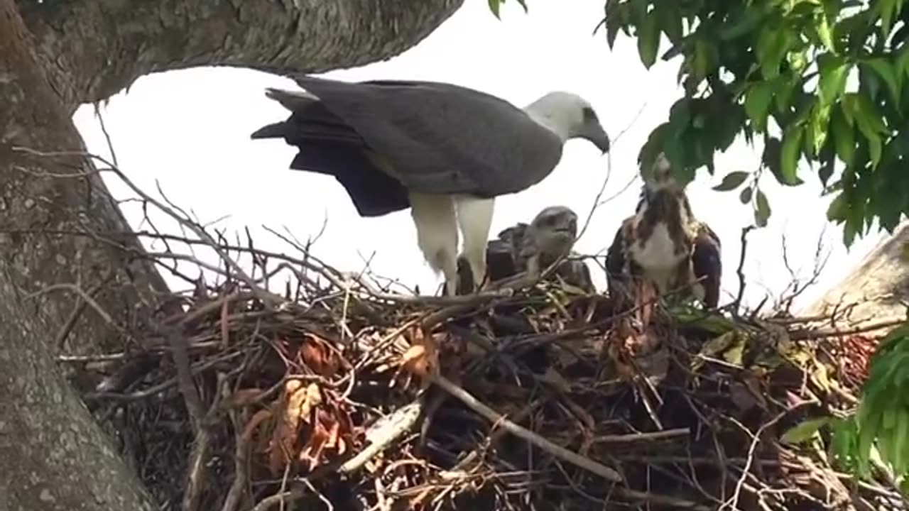 Wildlife